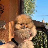 Spitz di pomerania femminuccia Pedigree Enci