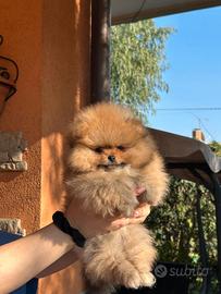 Spitz di pomerania femminuccia Pedigree Enci