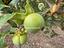 Immagine 29