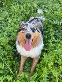 Pastore australiano femmina monta