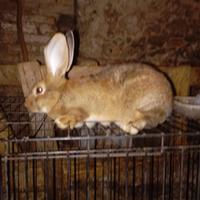 Coniglia gravida