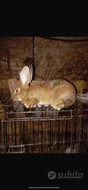 Coniglia gravida
