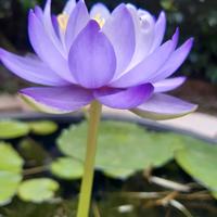 Ninfea australiana ibrido n. 2