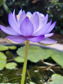 Ninfea australiana ibrido n. 2