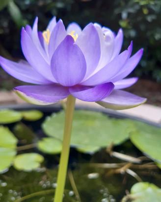 Ninfea australiana ibrido n. 2