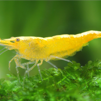 Neocaridina Davidi Yellow e Yellow Neon