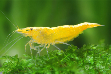 Neocaridina Davidi Yellow e Yellow Neon