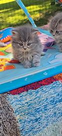 Scottish shorthair