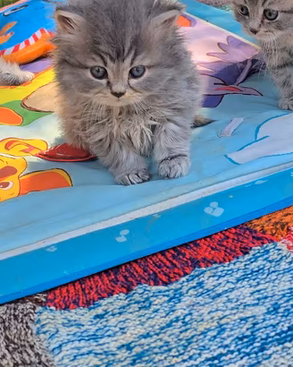 Scottish shorthair