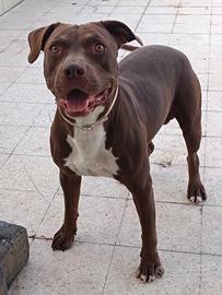 Pitbull