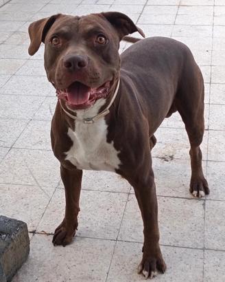 Pitbull
