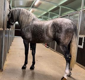 Cavallo Andaluso