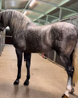 Cavallo Andaluso