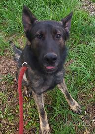 Pastore tedesco 17 mesi linea lavoro