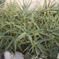 Aloe Arborescens