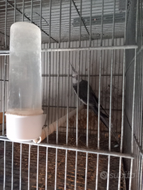 Calopsite maschio di2 anni