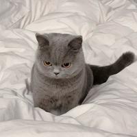 British shorthair