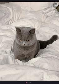 British shorthair