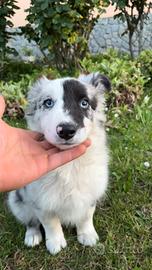 Cuccioli di Border Collie