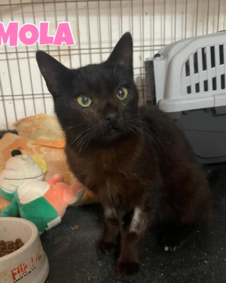 Imola gattina nera di 1 anno