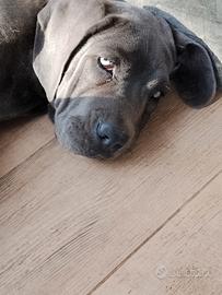cuccioli cane corso - Animali In vendita a Viterbo