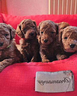 Barboncini nani pedigrè ENCI