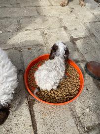 Cuccioli di lagotto