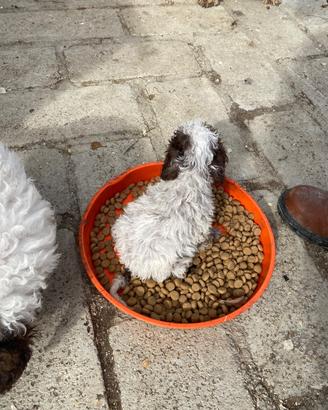 Cuccioli di lagotto