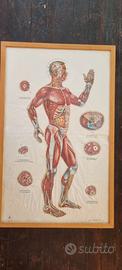 Lotto tavole anatomiche e agopuntura vintage