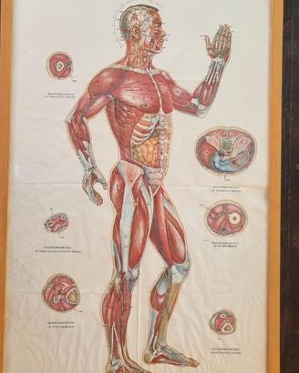 Lotto tavole anatomiche e agopuntura vintage