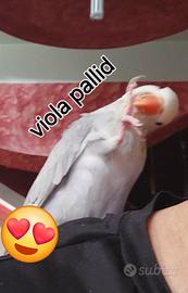Parrocchetto dal collare viola