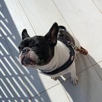 Lilli rinuncia di proprietà