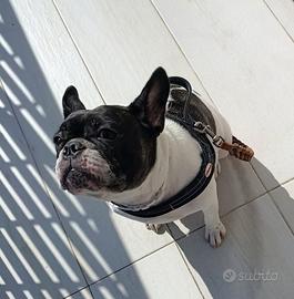 Lilli rinuncia di proprietà