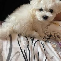 Maltesi mini maltese