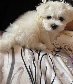 Maltesi mini maltese