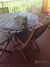 Dolce gattina