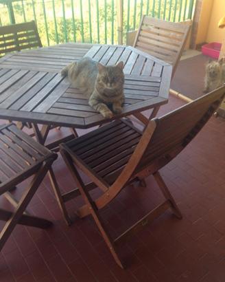 Dolce gattina