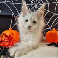 LEGGERE SOTTO Maine Coon SHADED TOP