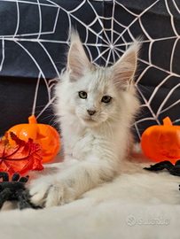 LEGGERE SOTTO Maine Coon SHADED TOP