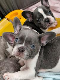 bulldog francese esotici 
