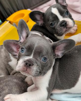 bulldog francese esotici 