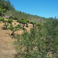 Vendita casa più terreno