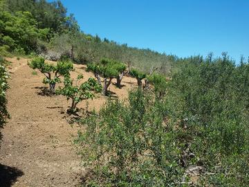 Vendita casa più terreno