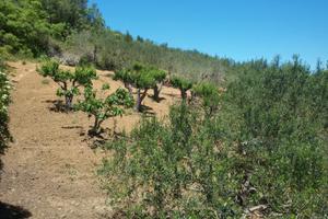 Vendita casa più terreno