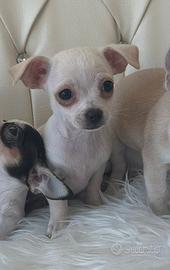 Maschietto chihuahua Toy