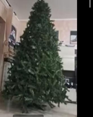 Albero