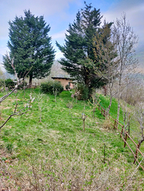 Terreno agricolo con alberi da frutta