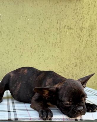 Cuccioli di bulldog francese nero bringe
