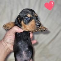 Bassotto nero focato nano