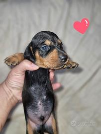 Bassotto nero focato nano